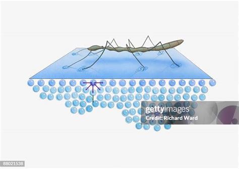 Insect Walking On Water High Res Illustrations Getty Images