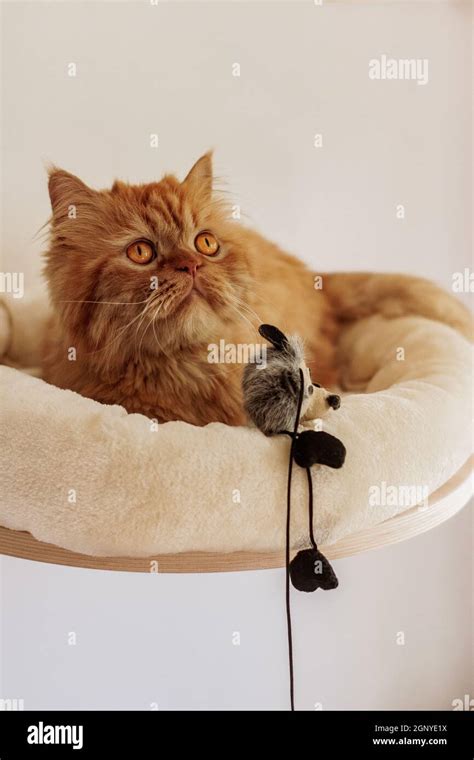 Brown Persian Cat Sitting In Different Places And Playing Stock Photo