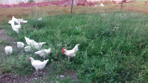 Les Poules Gauloise De Bresse Blanche De Mat Be