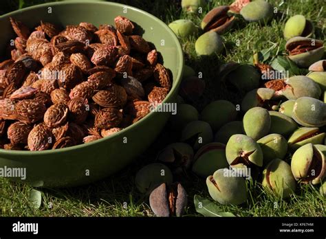 Harvesting Almonds From Almond Tree In Garden Surrey England Stock ...