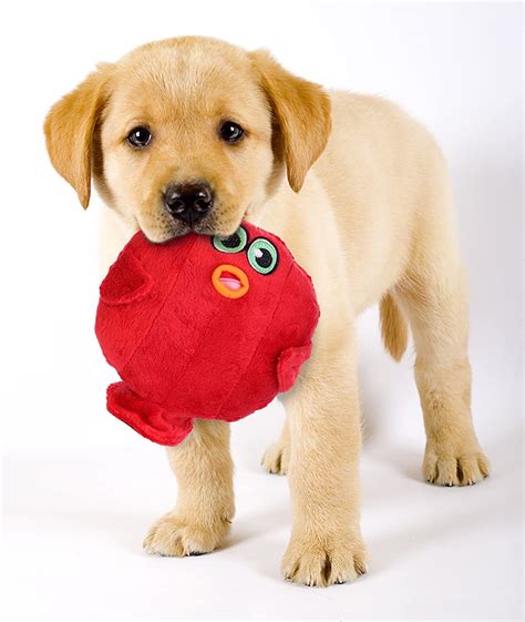 The 10 Best Dog Toys, According to Our Fans