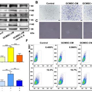 Il Derived From Gcmscs Promotes The Stemness Of Gc Cells A Levels