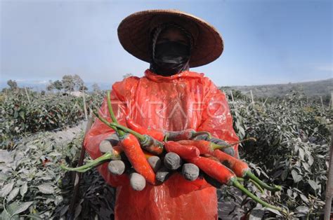 Harga Cabai Teropong Pertanian Merapi Turun Antara Foto