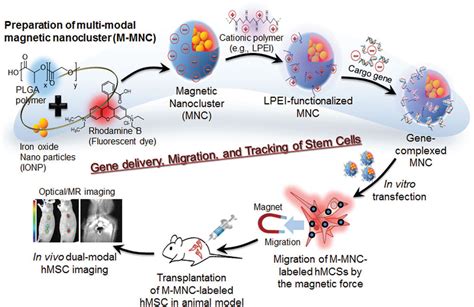 New Type Of Nanocomposite For Stem Cell Therapy