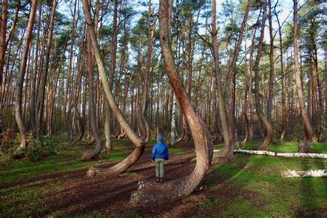 Explore The Crooked Forest In Nw Poland Everything You Want To Know