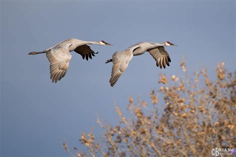 - Wildernessshots Photography