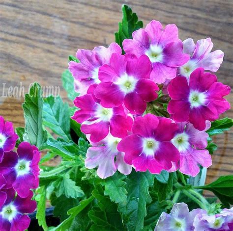 Verbena Cadet Upright Hot Pink Wink Plant Identification Planting Flowers Plants