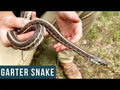 Red-sided Garter snake, Oklahoma : Sneks