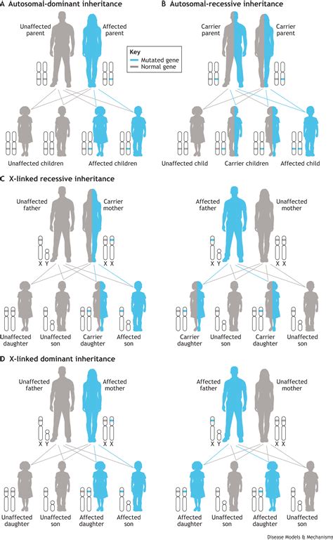 Dominantly inherited muscle disorders: understanding their complexity
