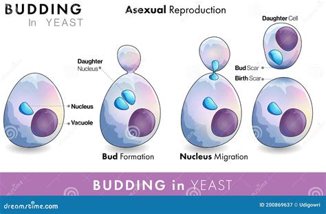 Mechanism Of Reproduction In Yeast Micro Organism Or Fungus And Stages