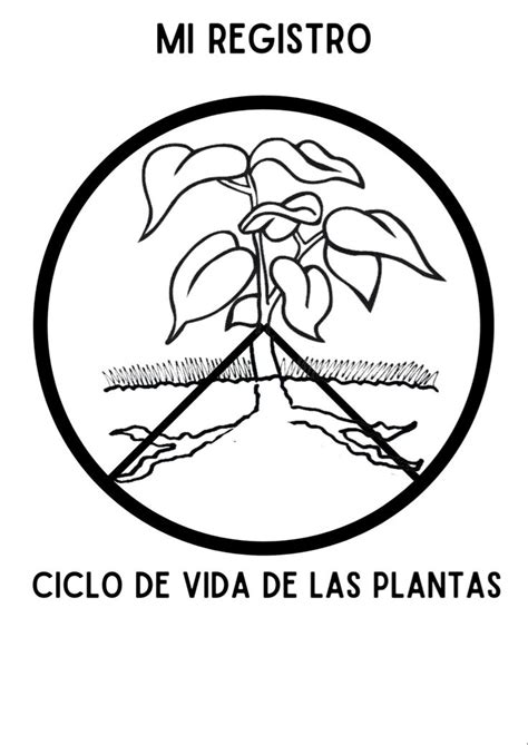 Ciclo De Vida De Las Plantas 🪴 Ciclo De Vida De Las Plantas Ciclos De Vida Hojas De Trabajo