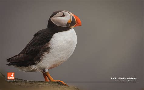 Puffin Wallpapers - Wallpaper Cave