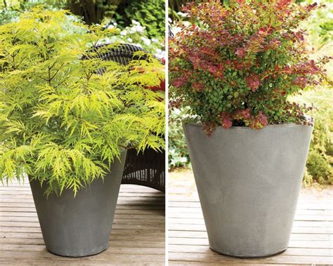 7 Best Types of Shrubs For Planting in Containers