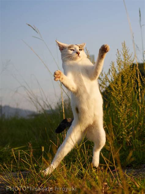 Photos Of Cats Doing Martial Arts Petapixel