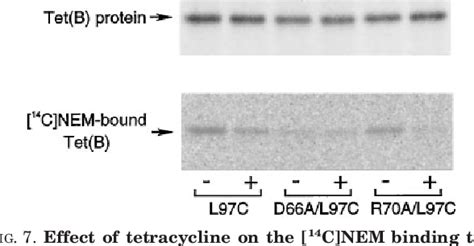 Figure From Cysteine Scanning Mutagenesis Around Transmembrane