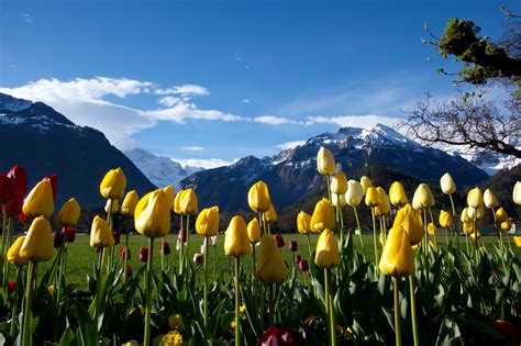 Mountain Of Tulips Wallpapers Wallpaper Cave