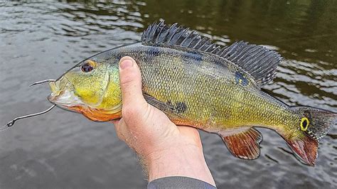 Fishing With PEACOCK BASS FOR BAIT 250 Pound Monster YouTube