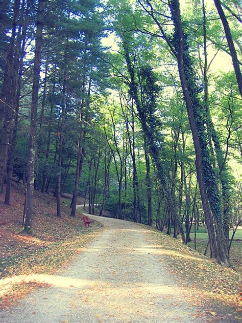 Bosco Romagno Friuli Italy Taking Pictures Country Roads Tree