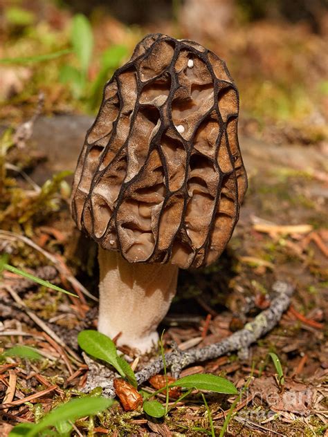 Black Morel Photograph By Charles Kozierok Pixels