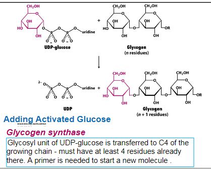 Lec Glycogen Synthesisi And Regulation Flashcards Quizlet