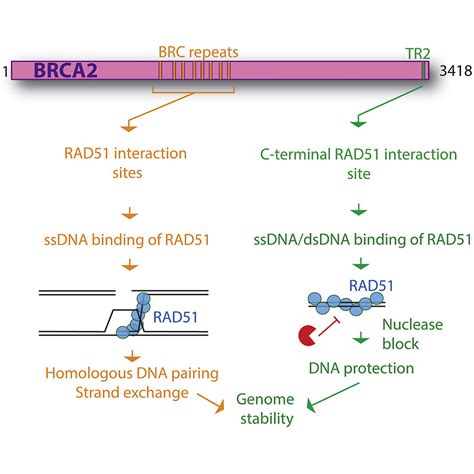 Double Stranded DNA Binding Function Of RAD51 In DNA Protection And Its