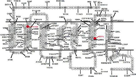 1 Nonsynonymous And Nonsense Mutations At The Mc4r Identified In Download Scientific Diagram