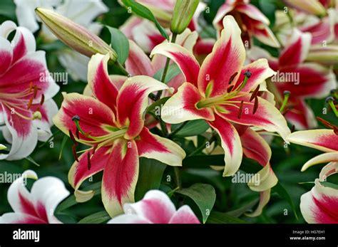 Flowering Lily 'Candy Club' in a cottage garden Stock Photo - Alamy