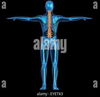 Back View X Ray Of A Human Body And Skeleton With Highlighted Spine