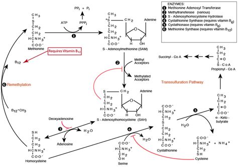 AMINO ACID METABOLISM : METHIONINE DEGRADATION