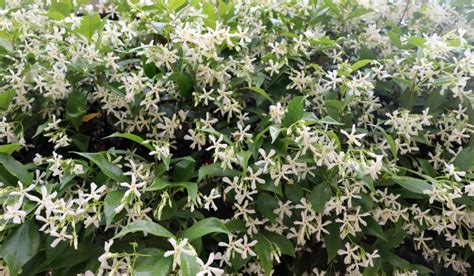 Common Jasmine Facts Uses And How To Grow Jasminum Officinale