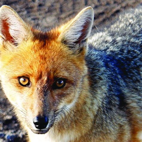 Lycalopex Culpaeus Carnivora Canidae O Zorro Andino Una Especie