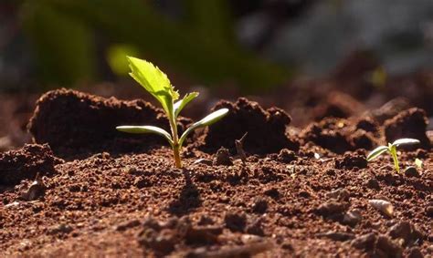 D A Mundial Del Suelo Or Genes De Los Alimentos Diario Sostenible