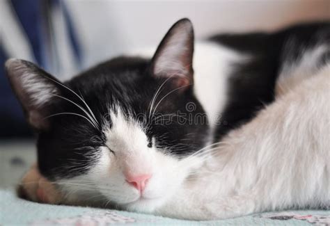 Sleeping cat stock photo. Image of indoor, over, white - 14376282