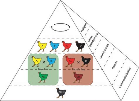 A Typical Modern Broiler Chicken Breeding Programme Represented As A