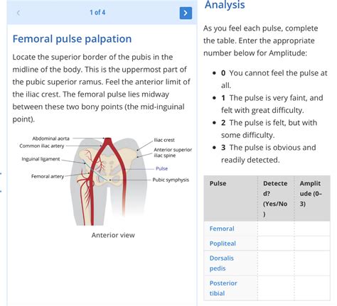 Solved \begin{tabular}{l|l} Femoral pulse palpation & As you | Chegg.com