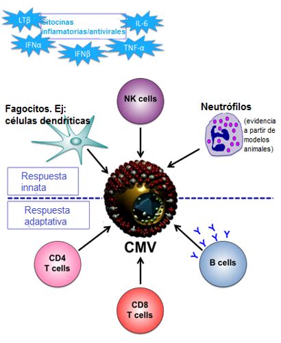 Citomegalovirus Humano Cmv British Society For Immunology