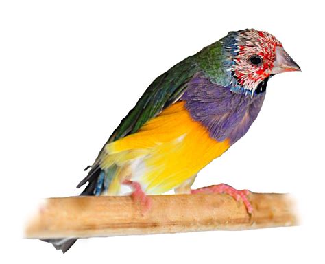 Breeding Gouldian Finches>Success with Breeding Gouldians