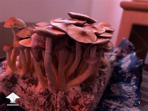 Golden Teacher gallery on Shroomok