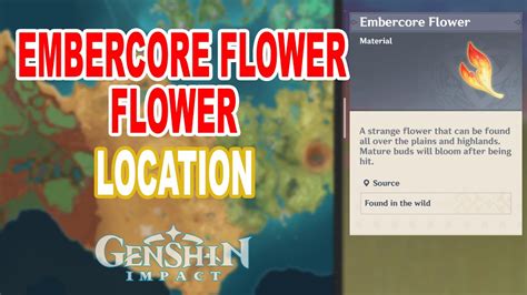 All Embercore Flower In Natlan Location Genshin Impact Youtube