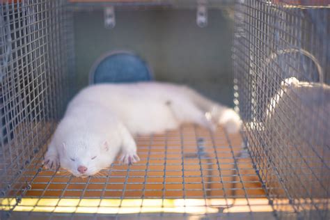 Petition: Tell Denmark to End Mink Fur Farming - One Green Planet