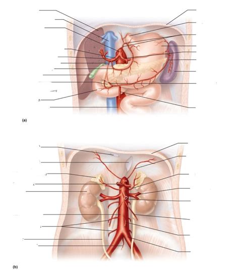 Abdomen Arteries Diagram Quizlet