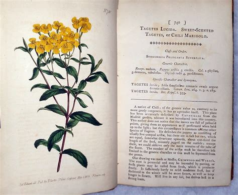 Curtis S Botanical Magazine Or Flower Garden Displayed Bound With