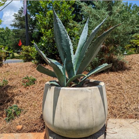 Agave Americana Blue Century Agave Live Succulent Plant Ebay