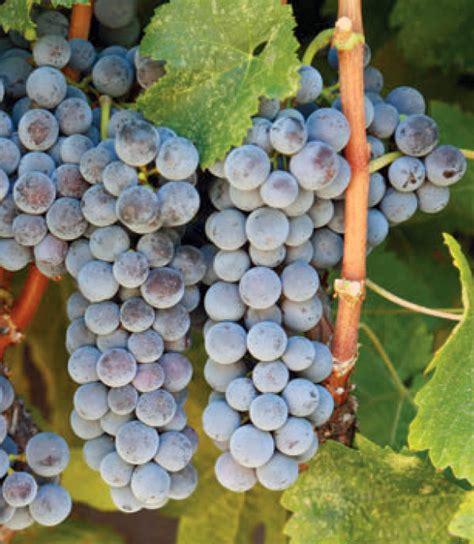 Каберне Совиньон сорт винограда