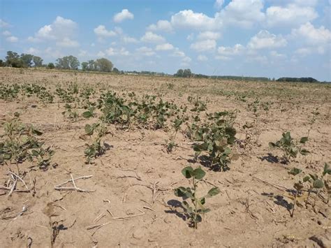 La Provincia De Buenos Aires Extendió La Emergencia Agropecuaria Por El