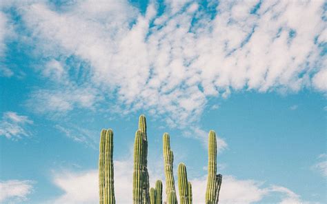 White Cactus Wallpapers - Top Free White Cactus Backgrounds ...