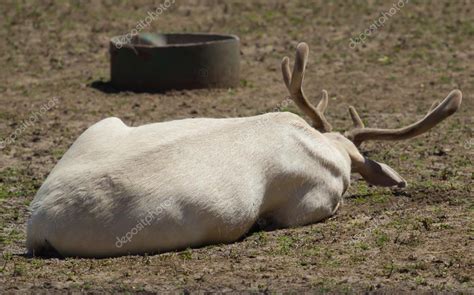 Albino deer Stock Photo by ©scherbinator 77942506