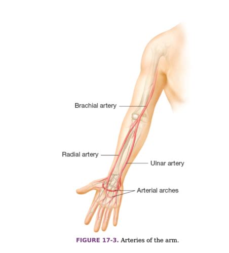 Peripheral Vascular System-Chapter 17 Flashcards | Quizlet