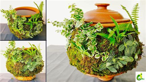 The Ultimate Guide To Stunning Moss Growth On Terracotta Potsmake Moss