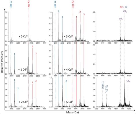 Deconvoluted ESI MS Spectra Of N2 And C2 Terminal Peptides Upon